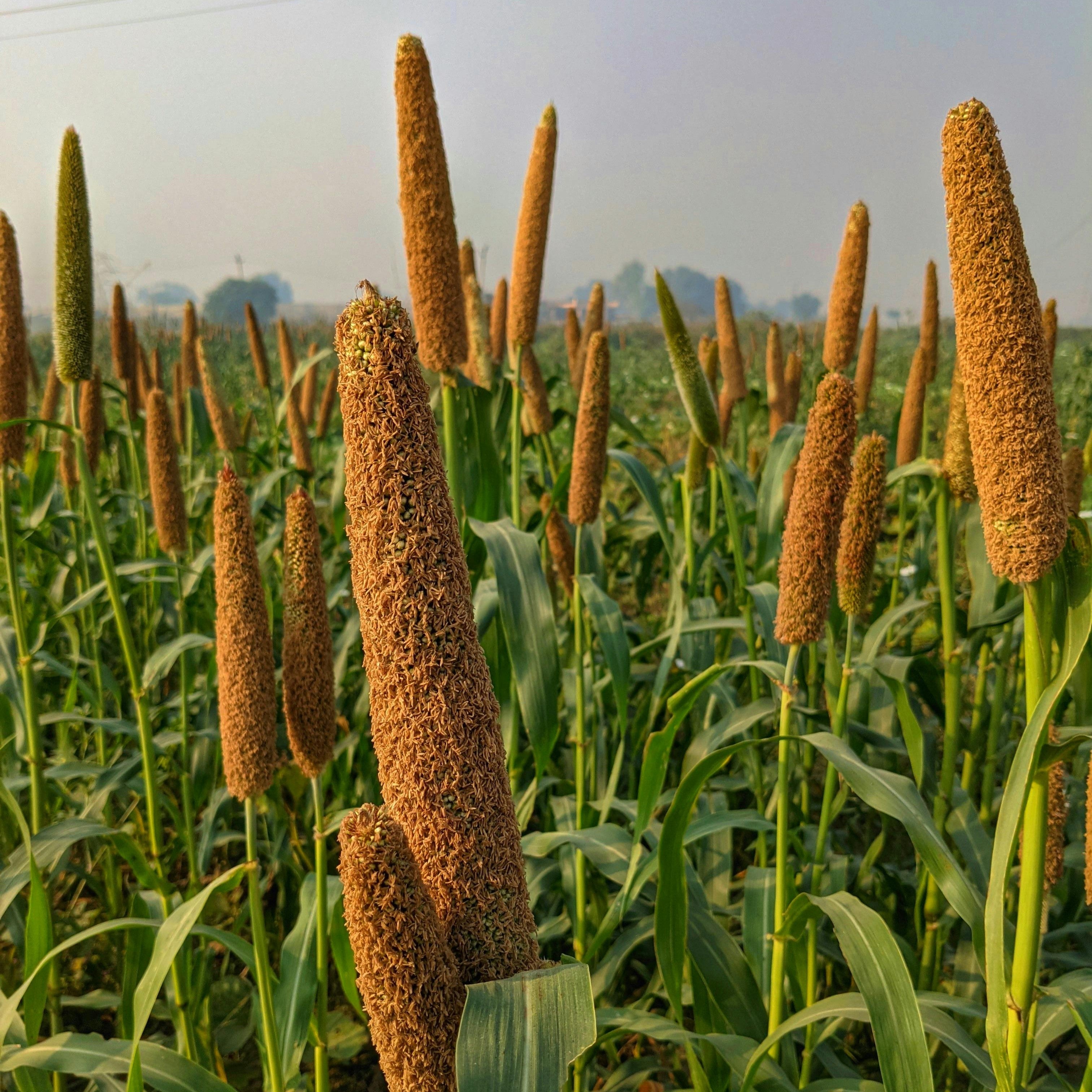 Discover Millets: An Introduction to Our Favorite Ancient Grains